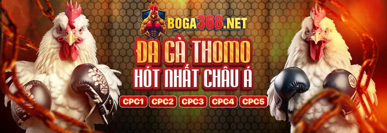 Sân đấu đá gà kịch tính tại xoso1234 link mới